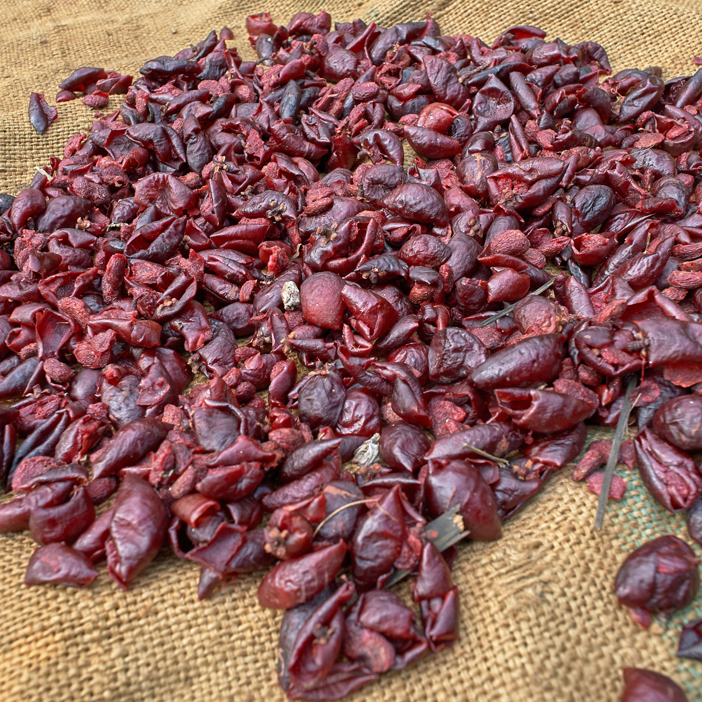 Value Addition of Garcinia Indica